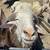 Karakul Ram 3 thumbnail