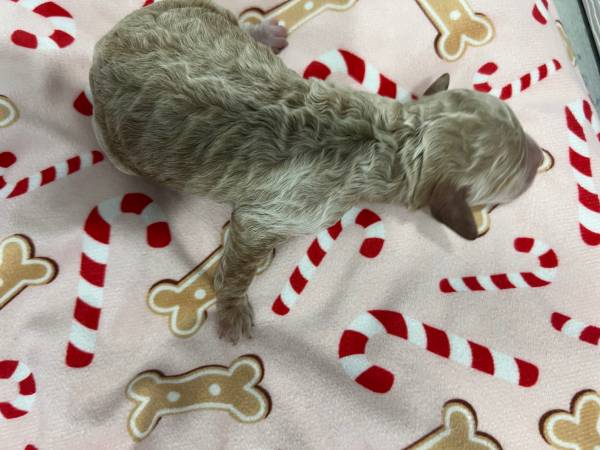 Mini Goldendoodles 1