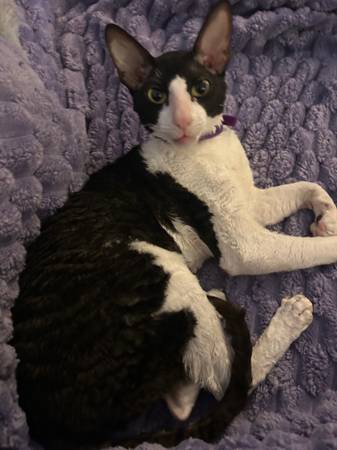 Cornish Rex cat 1
