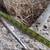 V-Rack Steel Hay Feeder for Horses 2 thumbnail