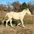 APHA Broodmare 8 thumbnail
