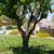 Tree service and Yard clean ups at the BEST price! Monthly specials!!! 18 thumbnail