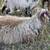 Proven Icelandic Sheep Ewes for Sale - 3 Available 2 thumbnail
