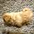Pekingese pups 5 thumbnail