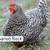 Lots of Chicken Breeds to choose from Now Taking Pre-order Now Taking 3 thumbnail