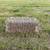 small bales grass hay 1 thumbnail