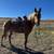 Registered 14 year old Missouri Fox Trotter for sale 5 thumbnail