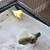 Parrotlets 3 thumbnail