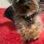 Rehoming 8-month-old male teacup Yorkie 1 thumbnail