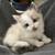 Grey kitty 4 thumbnail