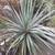 Dragon Trees ///// Dracaena draco 17 thumbnail