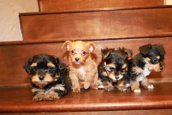Chorkies Available for Rehoming (San Fernando)63953953470083121