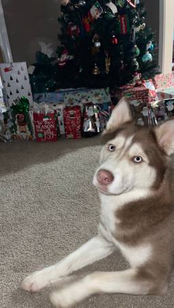 Husky hembra roja/blanca de 2 años gratuita (Evansville)63280464737027123
