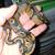 Ball pythons looking  for someone  to take them in 7 thumbnail