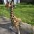 Melissa & Doug Plush Giraffe Stuffed Animal Toy 4.5 Feet Tall 11 thumbnail