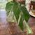 Monstera Borsigiana Albo Variegated 2 LEAF ROOTED PLANT (Gold) 1 thumbnail