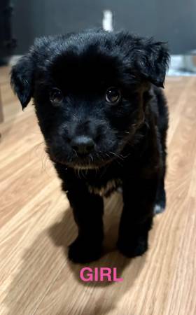 Husky Lab Puppies (Topeka)64194927745539124