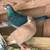 Racing pigeon 5 thumbnail