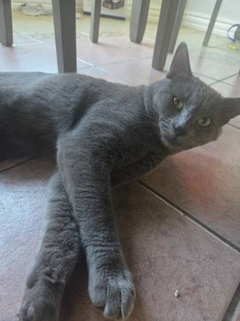 Rehoming kitty 1