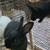 boer goats and bunnies 9 thumbnail