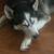 Female and Male Husky 2 thumbnail