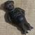Antique Cast Iron Bank, Sharecropper 2 thumbnail