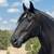 Horse 1 thumbnail
