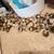 Quail eggs 1 thumbnail