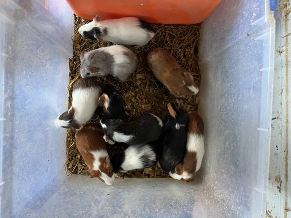 guinea pigs (Altenburg)63688376590721121