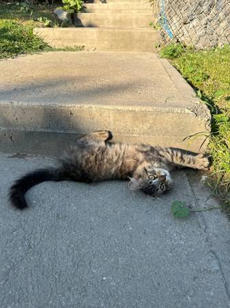 rehoming 2 kittens (wenatchee)63761970823809124