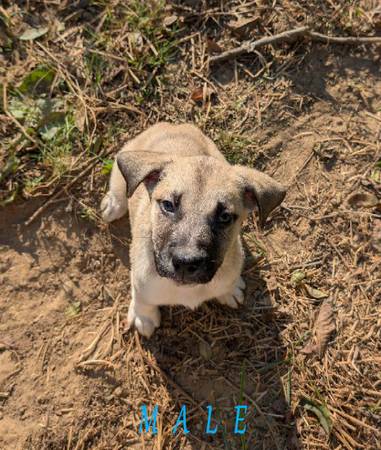 Anatolian mix pups,63977769468802120