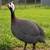 Guinea keets 1 thumbnail