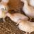 Chicken chickens pullets Saphire gems silkie barred rock ducks 9 thumbnail