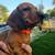 Dachshund minis 4 thumbnail