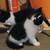 Kittens long haired 3 thumbnail