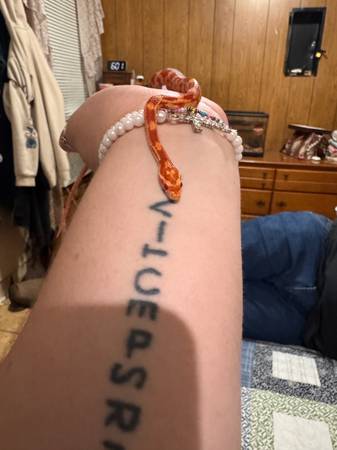 Serpiente de maíz y terrario (Kingsport)