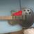 *Trades Considered * Epiphone Studio Les Paul 6 thumbnail