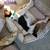 Rehoming Jack Russell Parson 11 thumbnail