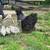 laying hens 2 thumbnail