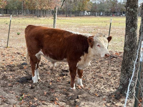 Hereford Bull 1