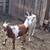 Bucks 4 thumbnail