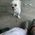 Shih Tzu FREE! 1 thumbnail