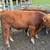 REGISTERED SIMMENTAL & SIM-ANGUS BULLS 4 thumbnail