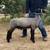 4H / FFA Lamb 1 thumbnail