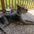 Great Dane 1 thumbnail