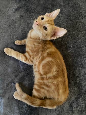Kittens for adoption - small fee (crystal river)63899301467267120