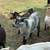 Silver Nigerian Dwarf Buck 2 thumbnail
