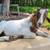 GOAT FOR SALE must go! 8 thumbnail