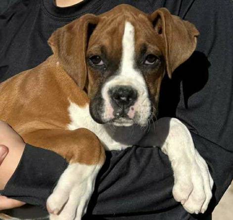 cuddly & healthy puppies* 1