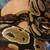 Ball Python 2 thumbnail